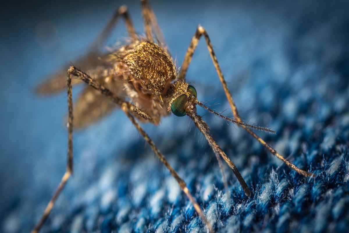 Ecco cosa fare per allontanare le zanzare