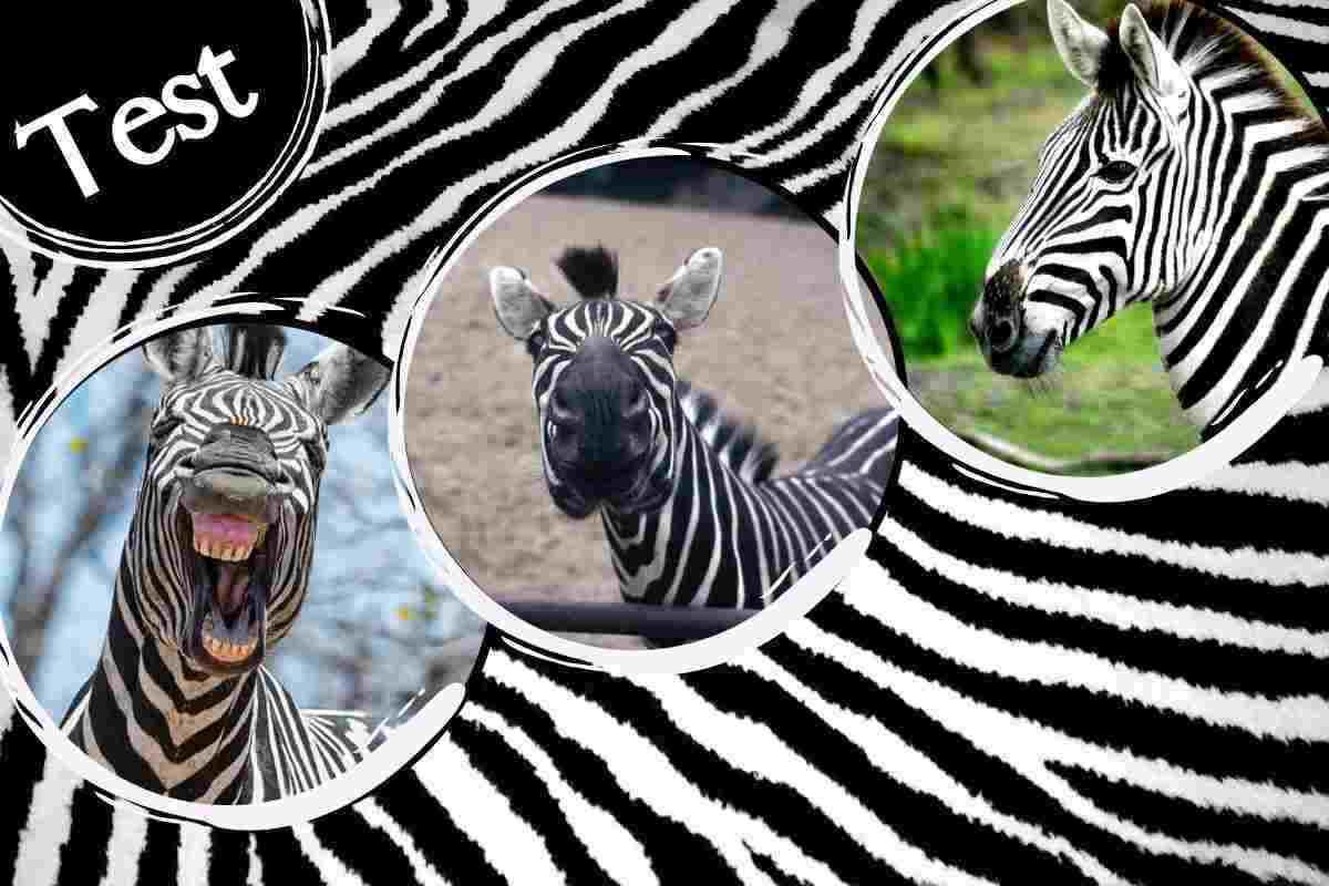 Cosa ti rende speciale: test della zebra