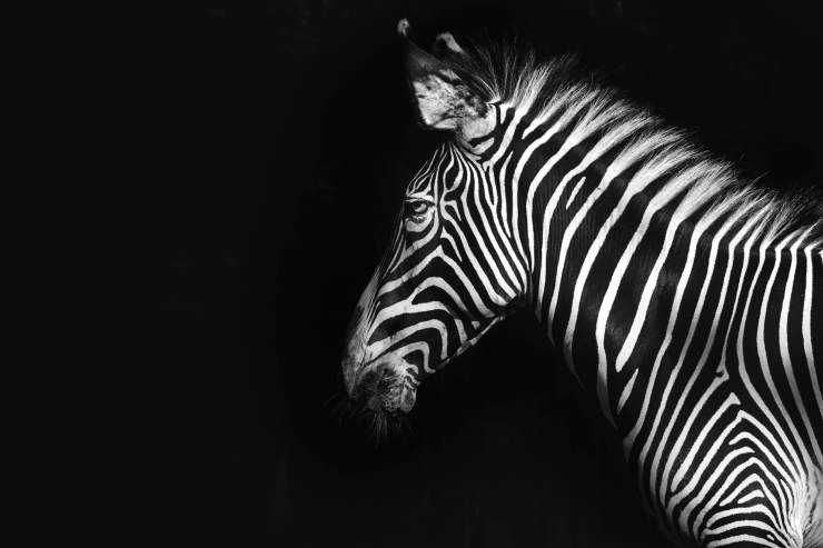 Test della zebra
