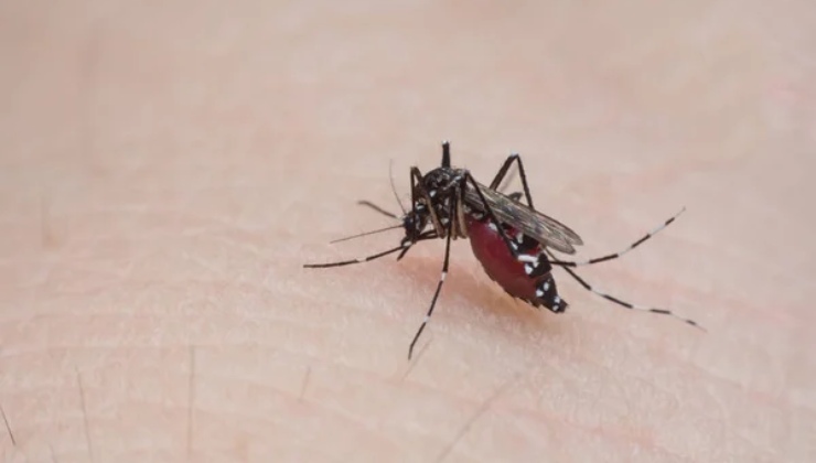 Perché la zanzara ci punge continuamente