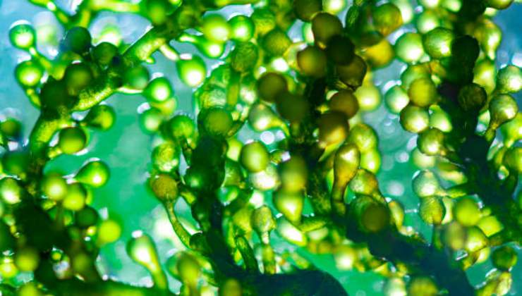 Spirulina l'alga miracolosa che tutti cercano