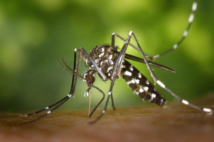 Cosa funziona davvero contro le zanzare